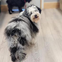 American Bully, Bernedoodle, Poodle, Sheepadoodle, and Whoodle Puppies from Wonderland’s Boujie Kennels