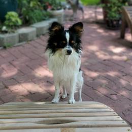Gator - Papillon