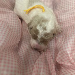 Ava - Parti female Poodle puppy in Mobile, Alabama from Semmy’s Standard Poodle LLC