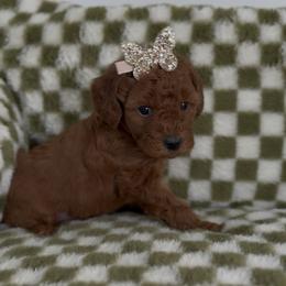 Charm - Red female Cavapoo puppy in Queen Creek, Arizona from Sunny Doodles