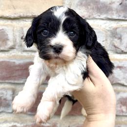 Sophie( Yellow Collar) - Black and white female Cavapoo puppy in Redding, California from Lipscomb Doodles