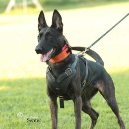 Zola - Dutch Shepherd
