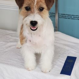 Russell Terrier All Grown Up from Spotswood Jacks