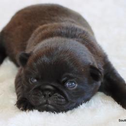 Bubbles - Black female Pug puppy in Winnsboro, Texas from Southern pugs