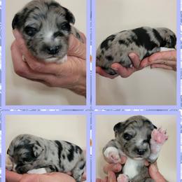 Billy the Kid - Blue merle male Aussiedoodle puppy in Boonville, North Carolina from Branch Creek kennels