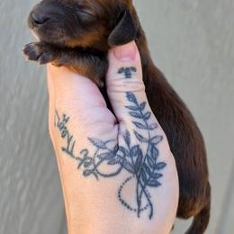 Shaded Red Boy - Red male Dachshund puppy in Woodland, Washington from SJs Dachshunds
