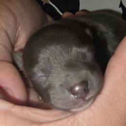 Lil Blu - Blue male Pomeranian puppy in Mays Landing, New Jersey from KB Pom Pups