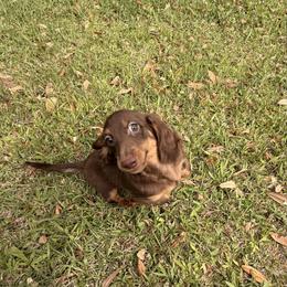 Ozzy Russian - Chocolate and tan male Dachshund puppy in Call, Texas from Dachshund D’Amore