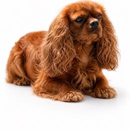 Dash - Cavalier King Charles Spaniel