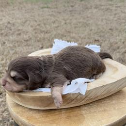 Bruno - Chocolate and cream male Dachshund puppy in Bald Knob, Arkansas from Victoria’s Dachshunds