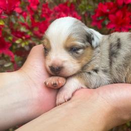 AKC Cappuccino (Natural Tail) - Blue merle male Australian Shepherd puppy in Jonesborough, Tennessee from 5AFarms