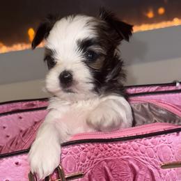 Boy 1 - Black & tan tri-color Morkie puppy in Deltona, Florida from Pink Purse Designer Breeds