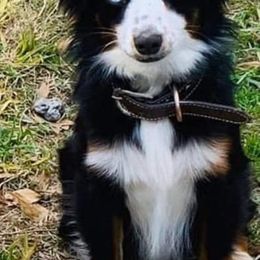 Australian Shepherds from Carter's Australian Shepherds