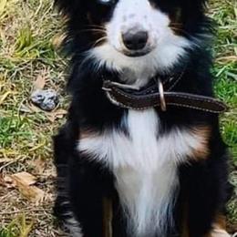 Australian Shepherds from Carter's Australian Shepherds