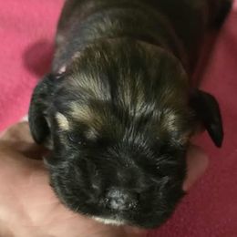 Boy 2 - Brown male Cocker Spaniel puppy in Comfort, Texas from D&D Hill Country Cockers and Chihuahuas