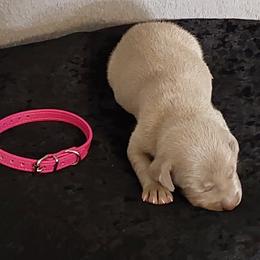 Girl 1 - Gray female Weimaraner puppy in Catoosa County, Georgia from Kaleidoscope Weims