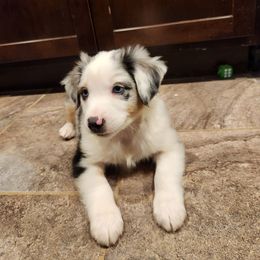 Prince Phillip - Blue merle Miniature Australian Shepherd puppy in Trenton, Tennessee from Lauren's Little Aussies