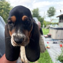 Baby - Black white and brown female Basset Hound puppy in New Alexandria, Pennsylvania from Blytone Family Basset Hounds