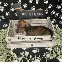 Higgins (red collar) - Piebald male Dachshund puppy in Saint Albans, Maine from Australian Cattle Cuties and littles