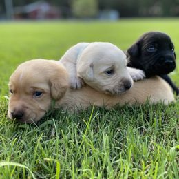 Labrador Retriever Puppies from Duck Creek Kennels
