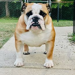 Pupcake - Bulldog