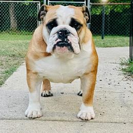 Pupcake - Bulldog