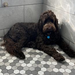 Jackson - Australian Labradoodle