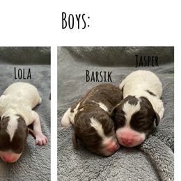 Lagotto Romagnolo Puppies from Riverside Lagottos