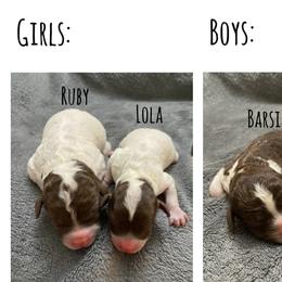 Lagotto Romagnolo Puppies from Riverside Lagottos