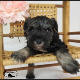 AKC 26009 - Salt and pepper female Miniature Schnauzer puppy in Mount Airy, Georgia from Miniature Schnauzers GA, LLC