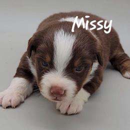 Missy - Red tri female Miniature Australian Shepherd puppy in Waxhaw, North Carolina from Cane Creek Aussies