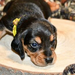 Legolas - Black and tan male Beagle puppy in Viper, Kentucky from Mountain Top