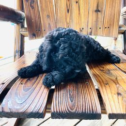 Goldendoodle Puppies from Magnolia Mini Goldendoodles