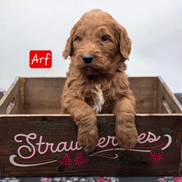 Arf - Red  male Goldendoodle puppy in Neillsville, Wisconsin from Granton Creek