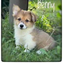 Benny - Sable male Pembroke Welsh Corgi puppy in Nortonville, Kansas from Low Riders Corgis & Mini Aussies