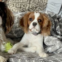 Cavalier King Charles Spaniels from Beautiful Cavaliers