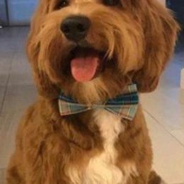 Bernedoodles, Goldendoodles, and Poodles from Sterling Star Doodles