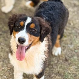 Minnie - Black tri-color female Australian Shepherd puppy in De Leon, Texas from Oceanwood