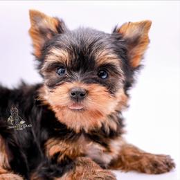 Yorkshire Terrier Puppies from Essence of Grace Yorkies