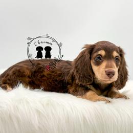 Dean - Chocolate and cream male Dachshund puppy in Litchfield, Illinois from Charmm Dachshunds
