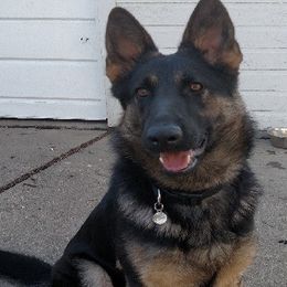 German Shepherds from Kevin Wittbrodt