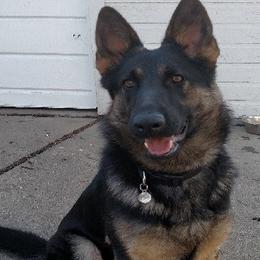 German Shepherds from Kevin Wittbrodt