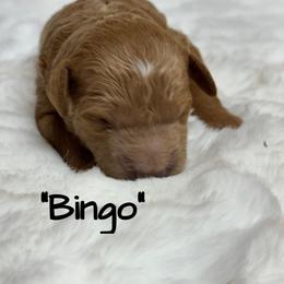Bingo - Apricot male Goldendoodle puppy in Nortonville, Kentucky from Deb’s KY Doodles