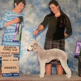 Bedlington Terriers from Barbos Heart