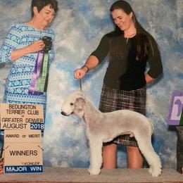 Bedlington Terriers from Barbos Heart