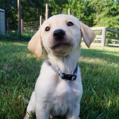 Mr. Grey Collar - Yellow Male - Yellow male Labrador Retriever puppy in Johnston, South Carolina from Dry Pond Retrievers, LLC