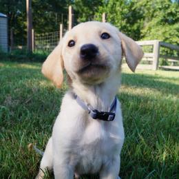 Mr. Grey Collar - Yellow Male - Yellow male Labrador Retriever puppy in Johnston, South Carolina from Dry Pond Retrievers, LLC