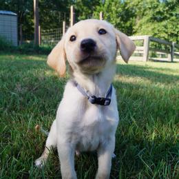 Mr. Grey Collar - Yellow Male - Yellow male Labrador Retriever puppy in Johnston, South Carolina from Dry Pond Retrievers, LLC