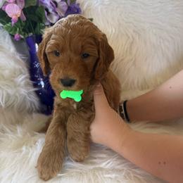 Light green Woodstock - Apricot male Goldendoodle puppy in Fontana, California from Grammy's Puppy Love doodles and poodles