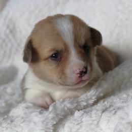 Tommy - Fawn male Pembroke Welsh Corgi puppy in North Manchester, Indiana from Covered Bridge Corgis